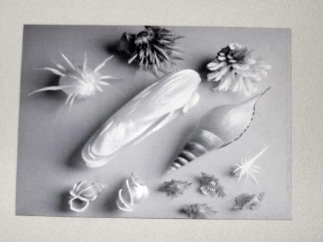 ---Muscheln - Daniel Sercis - auf - Array - ---Muscheln - Daniel Sercis - auf - Array -