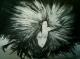 Federfrau -  Anja Haas - Acryl auf Leinwand - Sonstiges - 