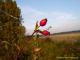 Hagebutte - Petra PStarosky -  auf  - Sonstiges-Herbst - 