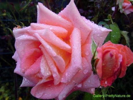 Rose mit Tautropfen - Petra PStarosky - auf - Array - Rose mit Tautropfen - Petra PStarosky - auf - Array -