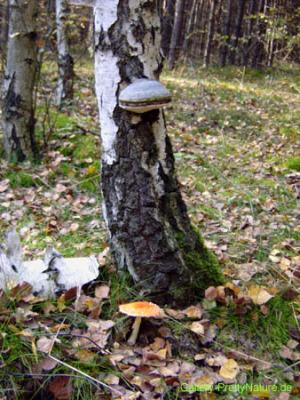 Herbst im Wald - Petra PStarosky - auf - Array - Herbst im Wald - Petra PStarosky - auf - Array -
