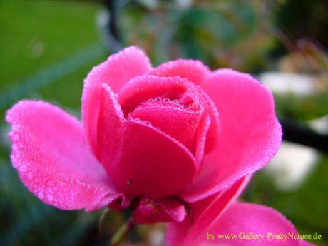 Rose - Petra PStarosky - auf - Array - Rose - Petra PStarosky - auf - Array -
