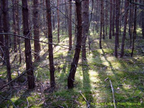 Herbstwald - Petra PStarosky - auf - Array - Herbstwald - Petra PStarosky - auf - Array -