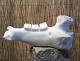 Jaw of Centaurus primigenius -  Thomas Berger -  auf  - Sonstiges - 