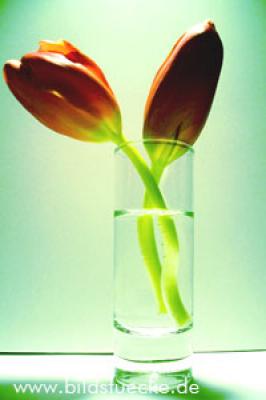 Pairs of Tulips - Melanie Hinckel - auf - Array - Pairs of Tulips - Melanie Hinckel - auf - Array -