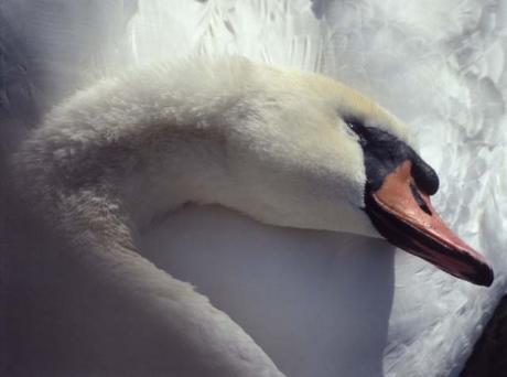 Schwan 01 - C.Hillinger - auf - Array - Schwan 01 - C.Hillinger - auf - Array -
