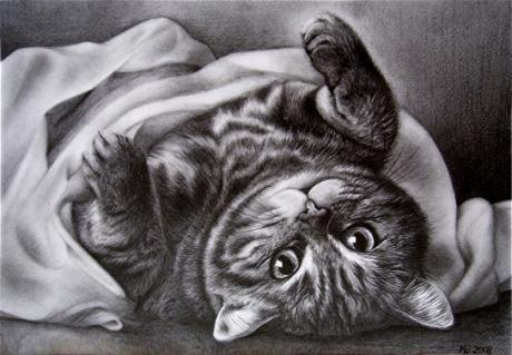 Schmusekater - XS Arts - auf - Array - Schmusekater - XS Arts - auf - Array -