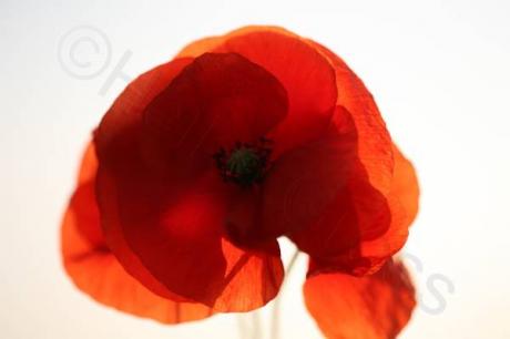 Mohn I - Heiko Gross - auf - Array - Mohn I - Heiko Gross - auf - Array -