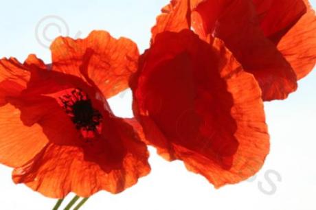 Mohn II - Heiko Gross - auf - Array - Mohn II - Heiko Gross - auf - Array -