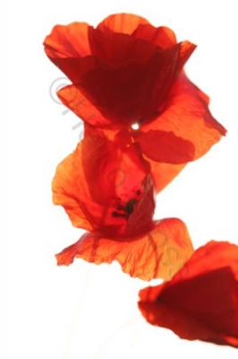 Mohn III - Heiko Gross - auf - Array - Mohn III - Heiko Gross - auf - Array -