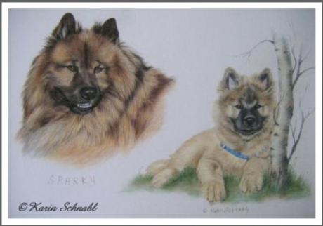 Eurasier SPARKY als Welpe u. heute - Karin Schnabl - Array auf  - Array - 