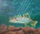 Rainbow Trout (2005) - Dida -  Dida - Acryl auf Leinwand - Sonstiges - 