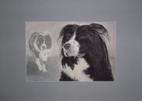 Border-Collie (2006) - Martina Heinisch - Array auf  - Array - 