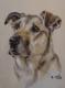 Hundeportrait - Christine KrauÃ - Pastell auf  - Hunde - 