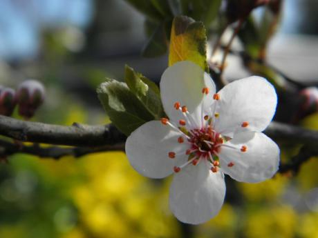 Frühling - Wolfgang Bergter -  auf  - Array - 