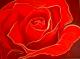 Red Rose - Karin Stoellner - Acryl auf  - Rosen - 