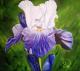 Iris Vive La France - Simone Wilhelms - Ãl auf Leinwand - Blumen-Stillleben - Naturalismus Iris Vive La France - Simone Wilhelms - Ãl auf Leinwand - Blumen-Stillleben - Naturalismus