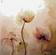 Mohnblumen (2010) - Werner Meier - Aquarell auf Papier - Mohn - 