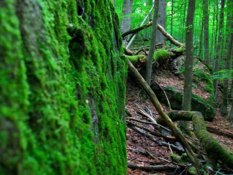 Wild wild nature - Saskia Deschan - auf - Array - Wild wild nature - Saskia Deschan - auf - Array -