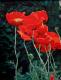 roter Mohn - Karin Foellmer - Acryl auf Leinwand - Garten - 