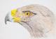 Adler - Rolf Poetsch -  auf  - Tiere - 