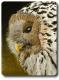 VogelART Eule VogelART Eule