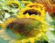 Sonnenblumen - Helmut Englisch - Jeremias Salse - DigitaleKunst auf  - Fantastisch-Harmonie - 