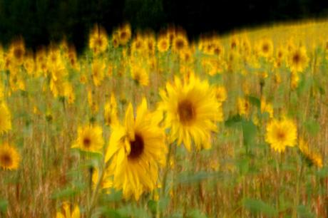 Sommerimpressionen - Walter J. Pilsak - auf - Array - Sommerimpressionen - Walter J. Pilsak - auf - Array -