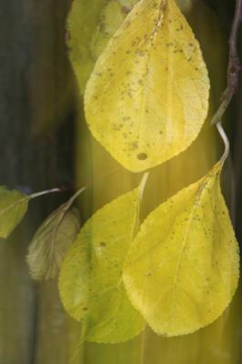 Laubfall - Walter J. Pilsak - auf - Array - Laubfall - Walter J. Pilsak - auf - Array -