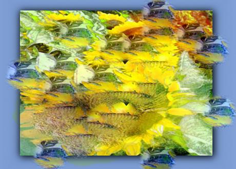 Sonnenblumen - Helmut Englisch - Jeremias Salse - Array auf - Array - Sonnenblumen - Helmut Englisch - Jeremias Salse - Array auf - Array -