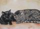 Maunzerle und Mäxchen - Katja Humbs - Aquarell-Mischtechnik-Pastell auf Papier - Katzen - Maunzerle und Mäxchen - Katja Humbs - Aquarell-Mischtechnik-Pastell auf Papier - Katzen -