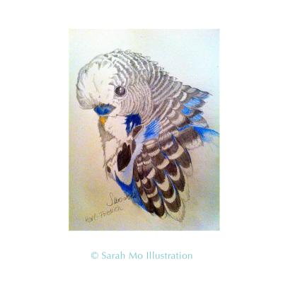 Wellensittich - Sarah Mo Illustration - Array auf Array - Array - Array Wellensittich - Sarah Mo Illustration - Array auf Array - Array - Array