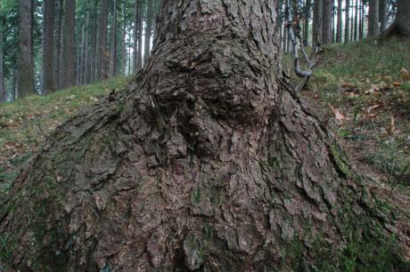 --- - robert schery - auf - Array - --- - robert schery - auf - Array -