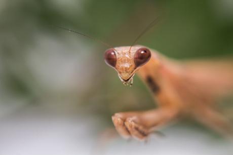 Nächtliche Gottesanbeterin - Farbschatten Fotografie - Array auf - Array - Nächtliche Gottesanbeterin - Farbschatten Fotografie - Array auf - Array -
