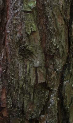 Neues Kunstwerk - robert schery - auf - Array - Neues Kunstwerk - robert schery - auf - Array -